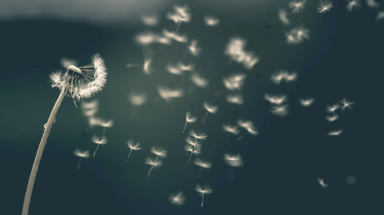 Releasing-Dandelion-Seeds