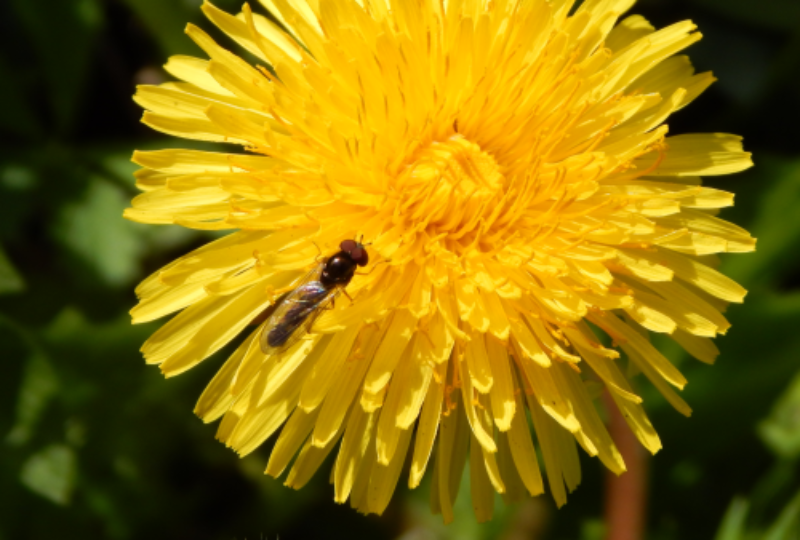 flyondandelion